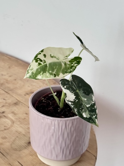 Alocasia micholitziana Frydek Variegata - Img 6