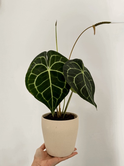 Anthurium Clarinervium - Img 1