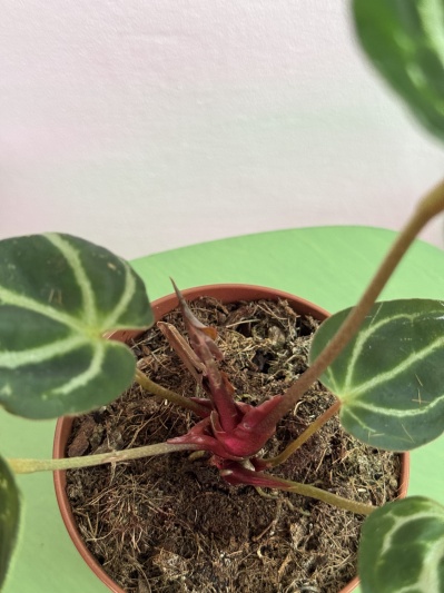 Anthurium Crystallinum - Img 4