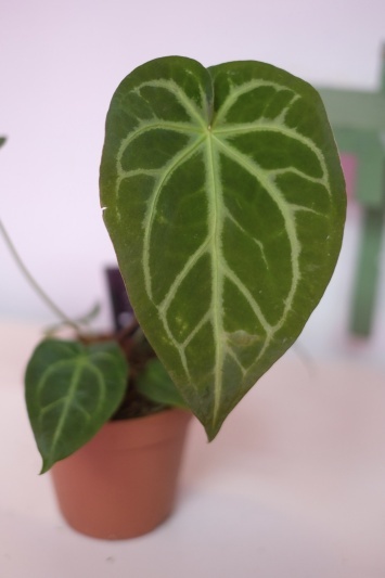 Anthurium C. - Img 5