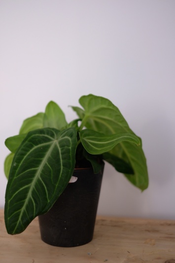 Anthurium Villenaorum - Img 3