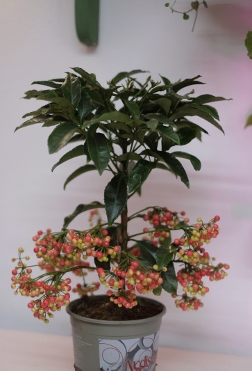 Ardisia Crenata - Img 6