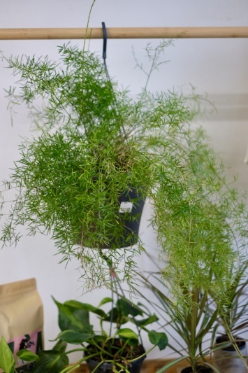 Asparagus Sprengeri
