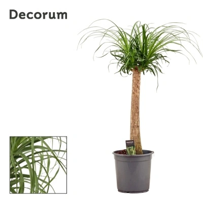 Beaucarnea recurvata