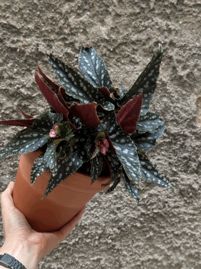 Begonia Maculata - Img 4