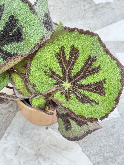 Begonia Masoniana Iron Cross - Img 4