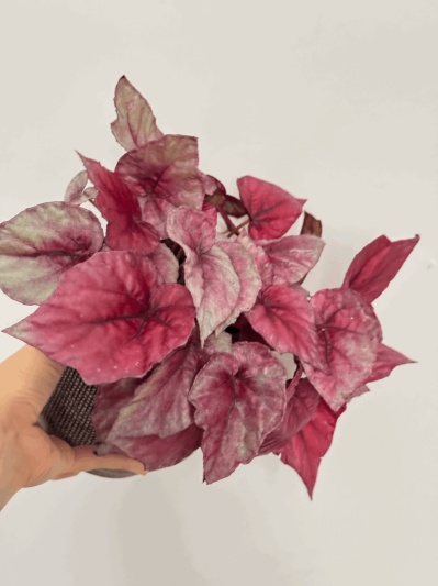 Begonia Rex Indian Summer - Img 1