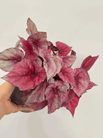 Begonia Rex Indian Summer