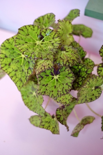 Begonia Rex Lime Fever - Img 3