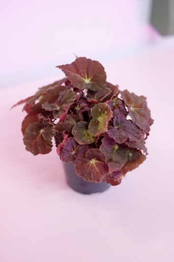 Begonia Rex - Img 5