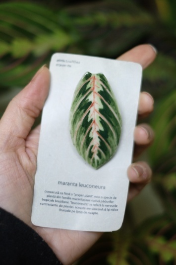 Broșă Maranta Leuconeura Tricolor