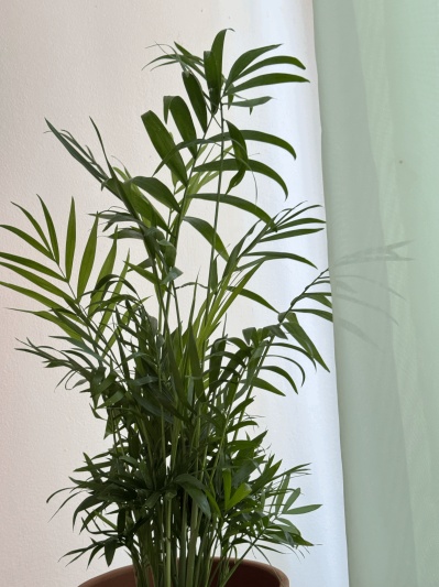 Chamaedorea elegans - Img 2