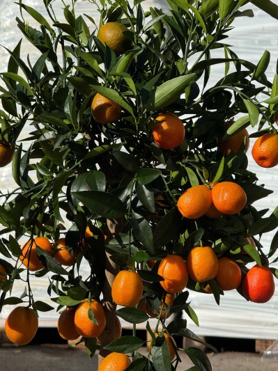 Citric - Img 6
