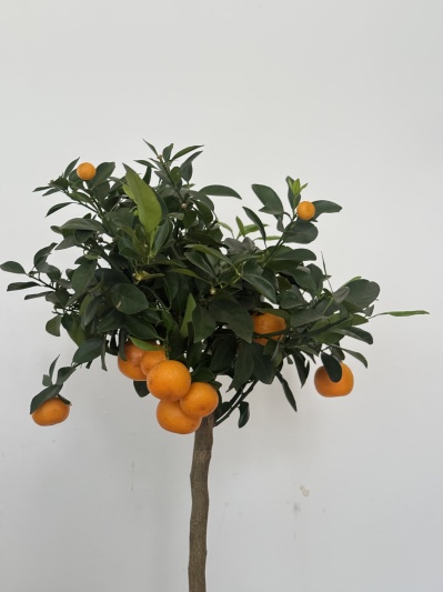 Citrus calamondin - Img 1