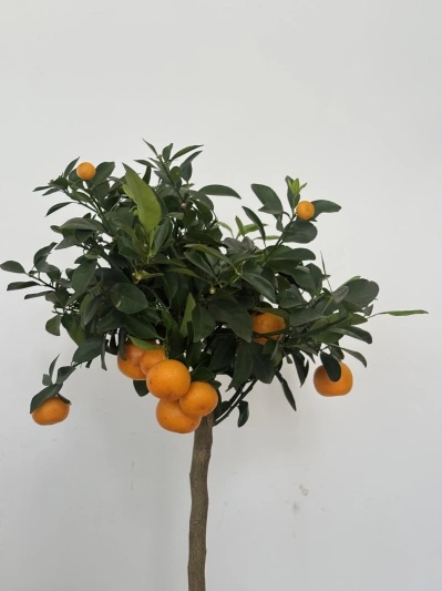 Citrus calamondin