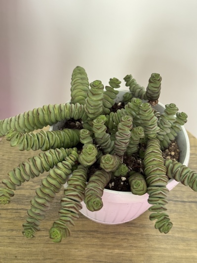 Crassula marnieriana - Img 1