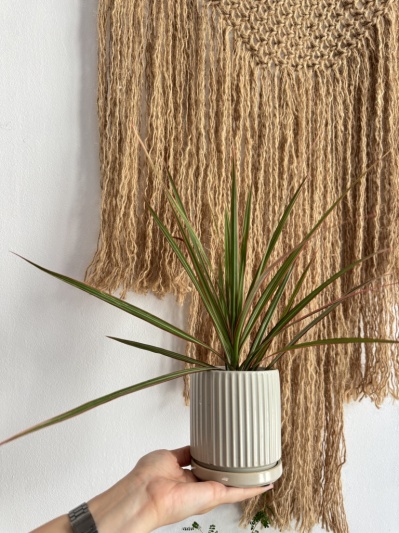 Dracaena Marginata Bicolor - Img 3