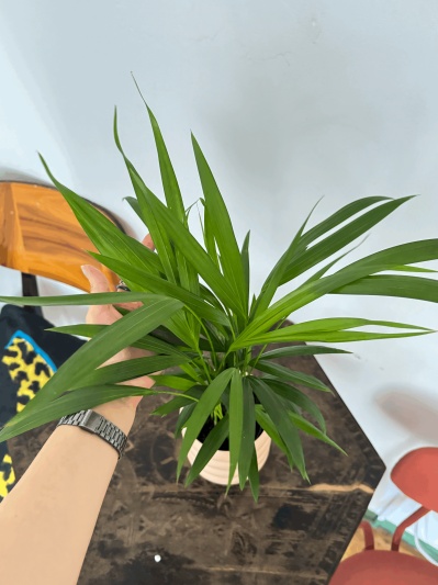 Dypsis Lutescens - Img 2