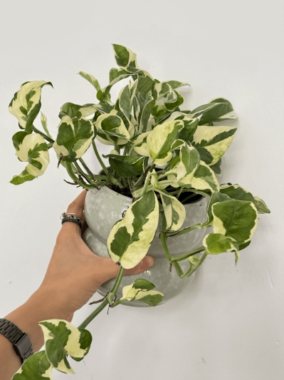 Epipremnum Aureum N'Joy - Img 2