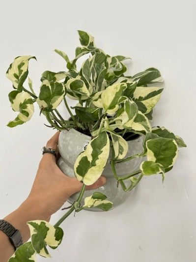Epipremnum Aureum N'Joy - Img 2