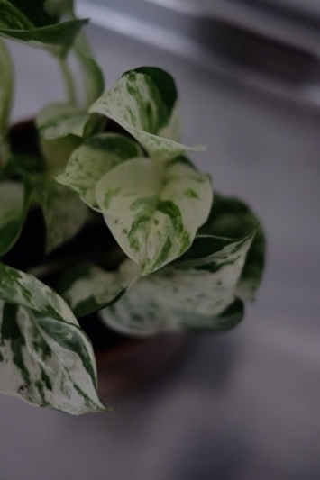 Epipremnum Happy Leaf (Pothos Manjula) - Img 4