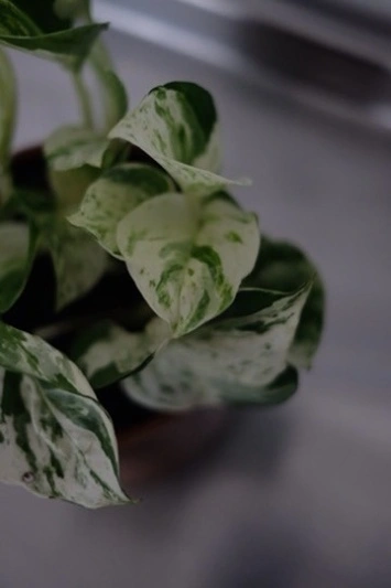 Epipremnum Happy Leaf (Pothos Manjula) - Img 4