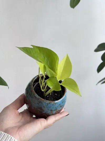 Epipremnum Neon (baby plant)