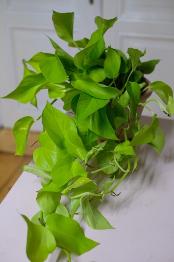 Epipremnum Neon (L) - Img 3