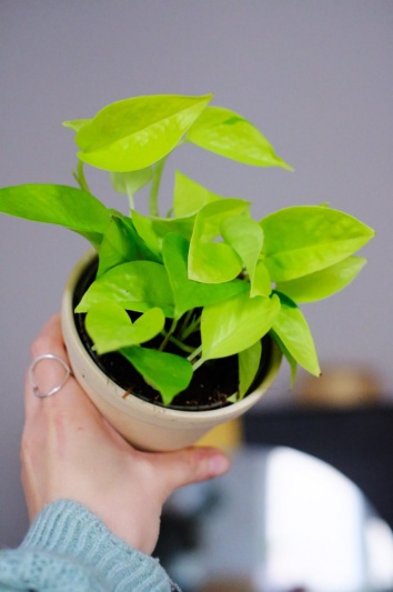 Epipremnum Neon