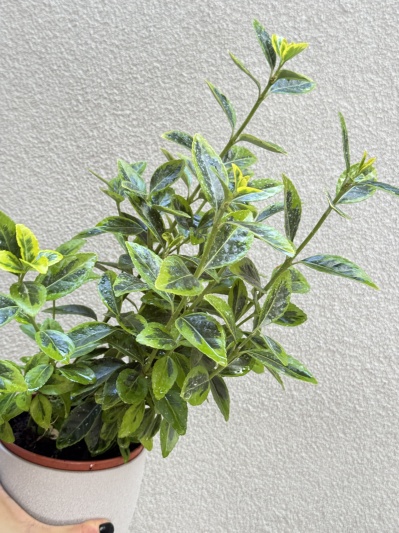 Euonymus japonicus - Img 2