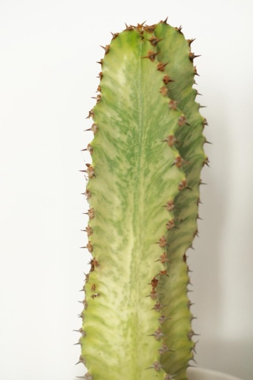 Euphorbia Ingens Marmorata - Img 2
