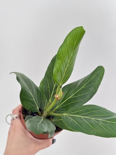 Ficus benghalensis Audrey - Img 2