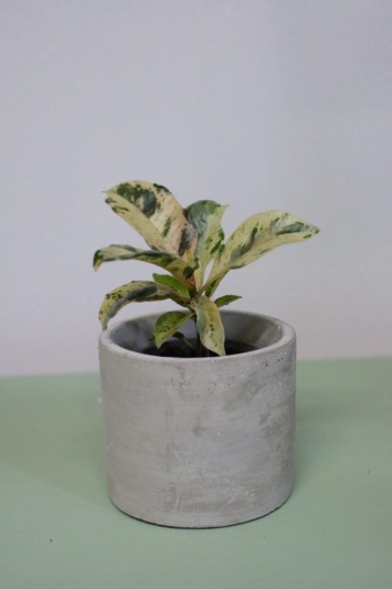 Ficus elastica Shivereana (baby) - Img 4