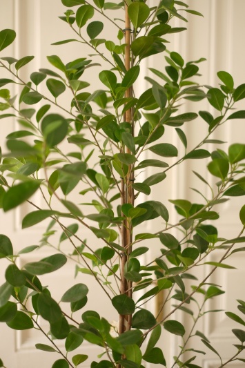 Ficus Moclame - Img 5