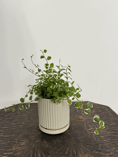 Ficus pumila - Img 5