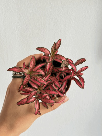 Fittonia Pink Forest Flame - Img 1