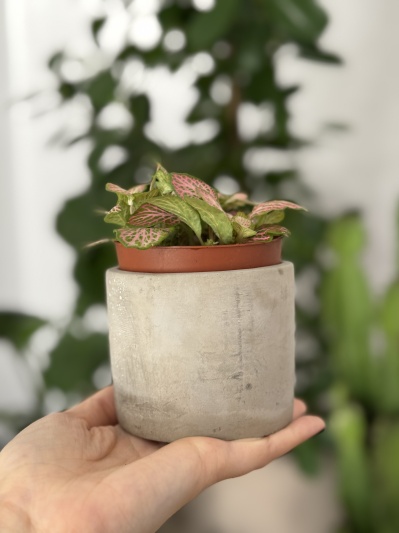 Fittonia Pink Ruby - Img 5