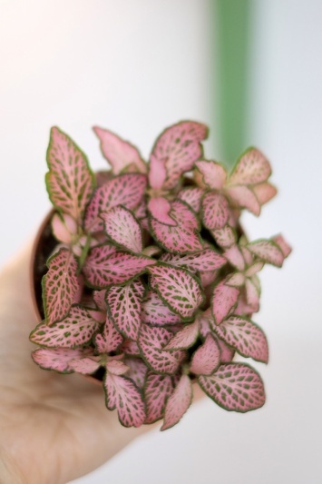 Fittonia Pink Tiger