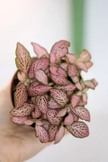 Fittonia Pink Tiger