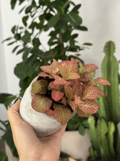 Fittonia Pink X - Img 6