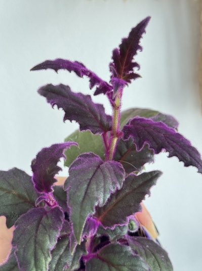 Gynura (bayplant) - Img 2