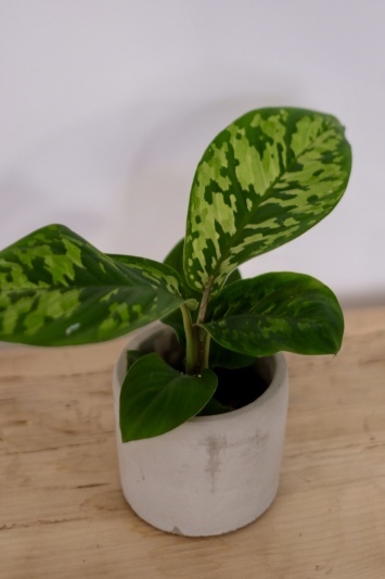 Homalomena Camouflage