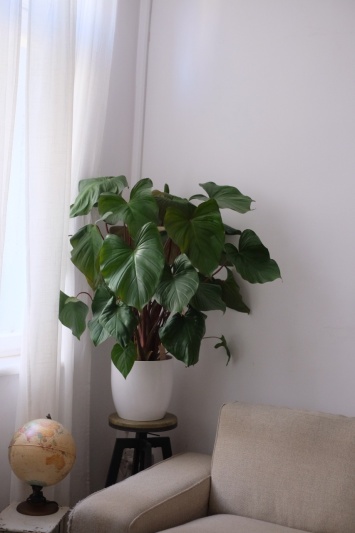 Homalomena Maggy - Img 2