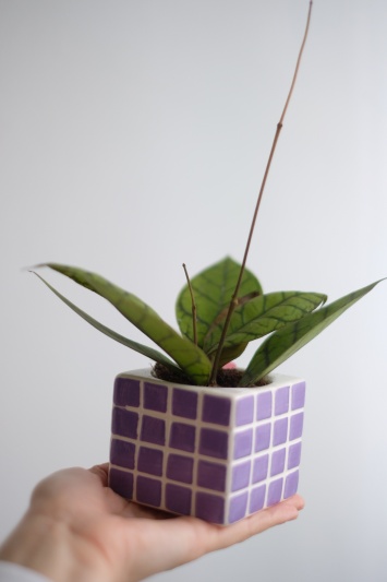 Hoya callistophylla - Img 2