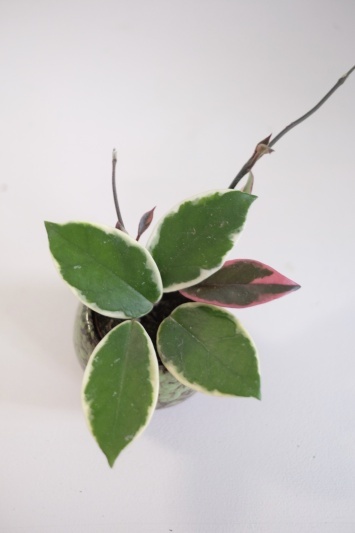 Hoya Carnosa Tricolor (babyplant) - Img 2
