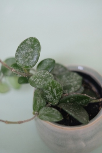 Hoya Mathilde Splash - Img 3