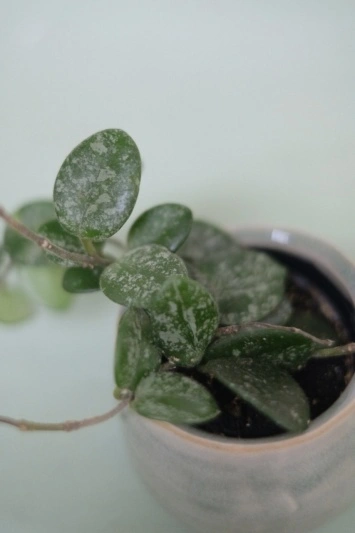 Hoya Mathilde Splash - Img 3