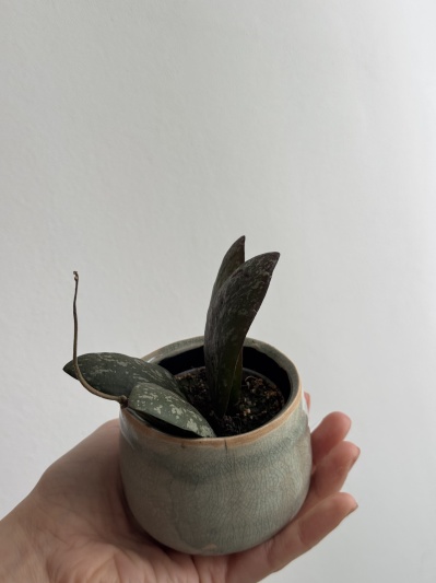 Hoya Sigillatis (round form mini) - Img 2