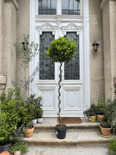Laurus Nobilis