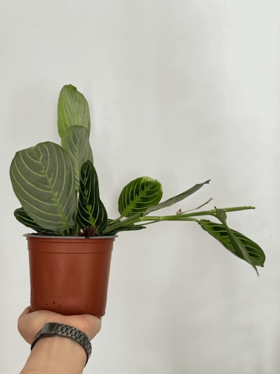 Maranta Lemon Lime - Img 5